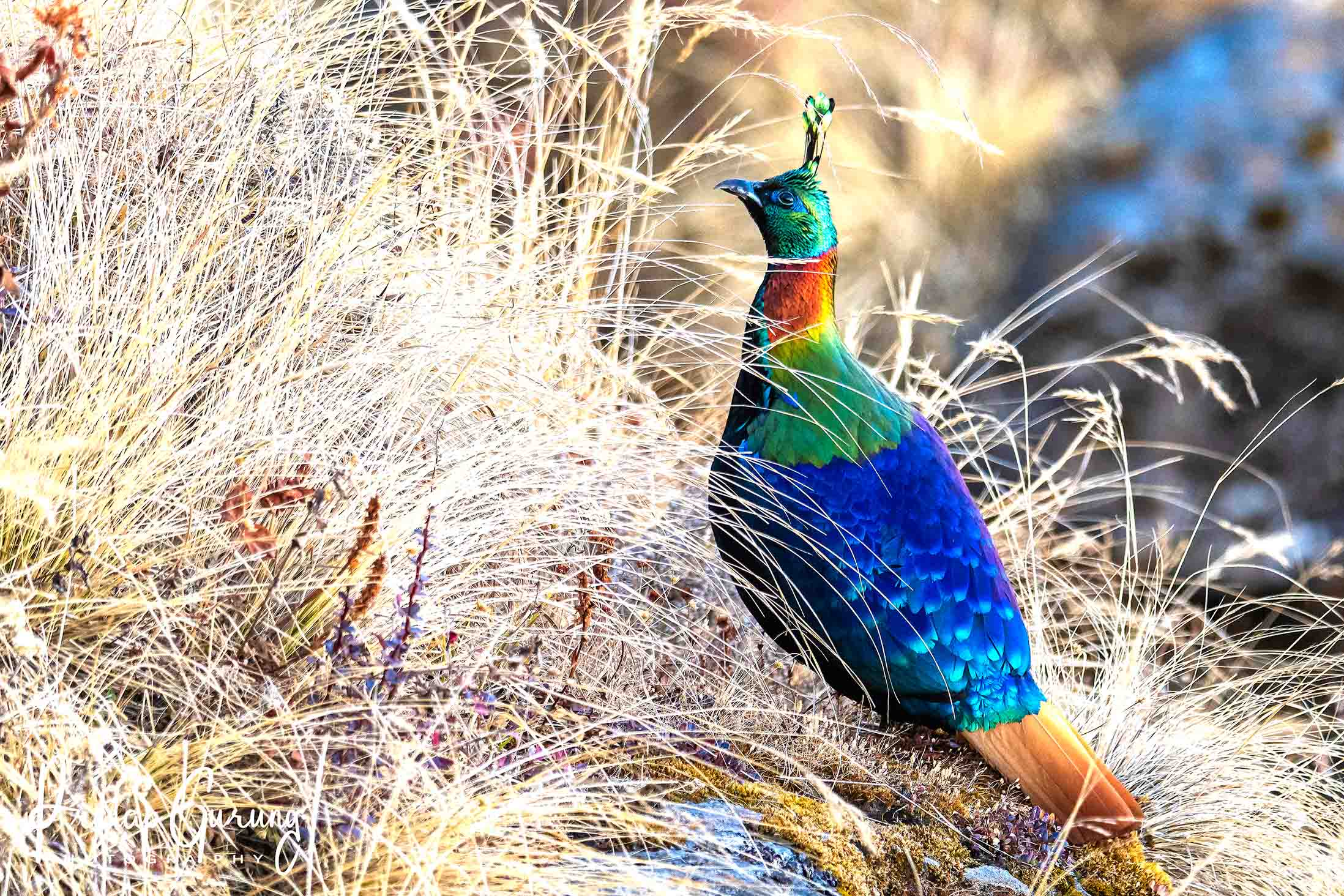 Best Places for Birdwatching in Nepal 31 Himalayan Monal