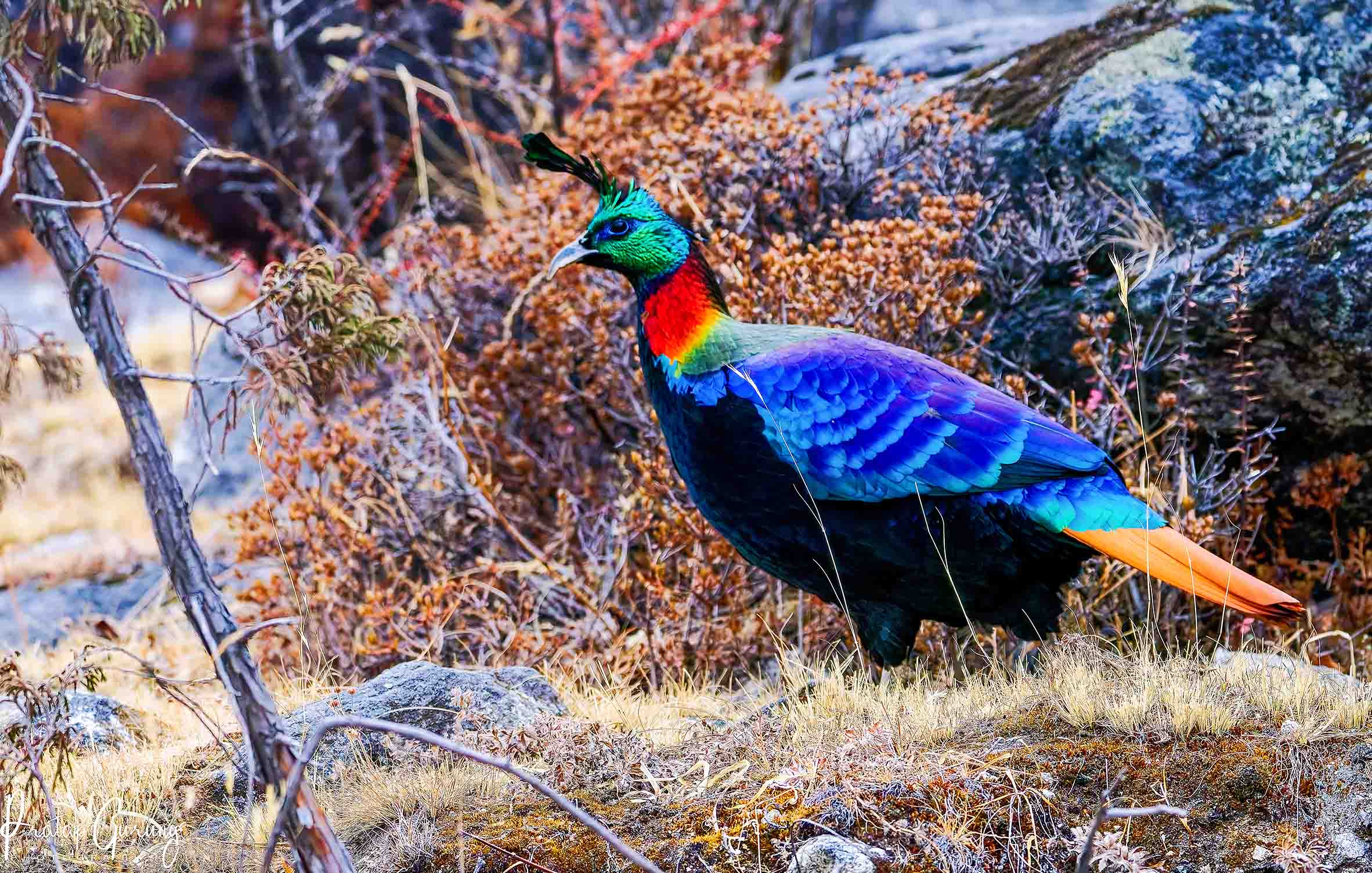 Best Places for Birdwatching in Nepal 1 Himalayan Monal