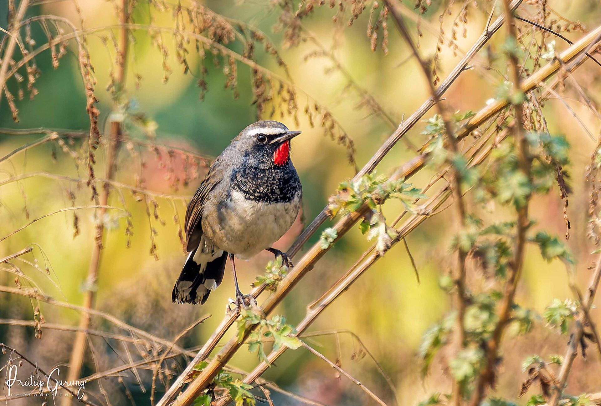 Best Places for Birdwatching in Nepal 9 Himalayan Rubythroat