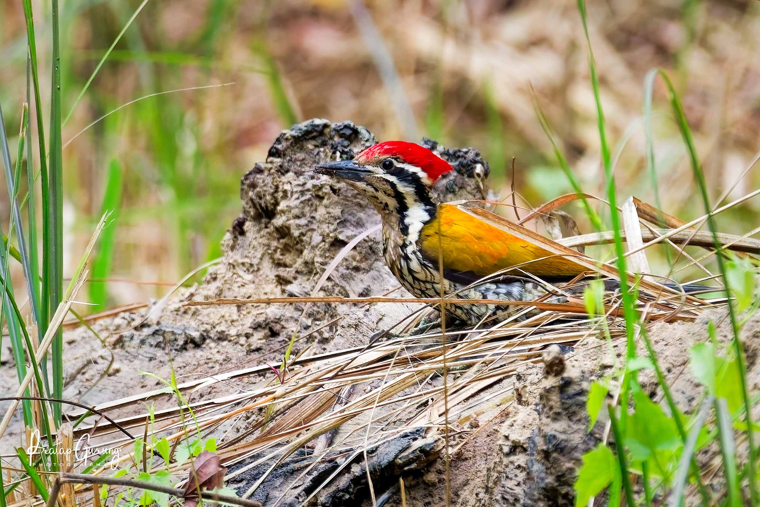 Best Places for Birdwatching in Nepal 16 Himalayan flameback