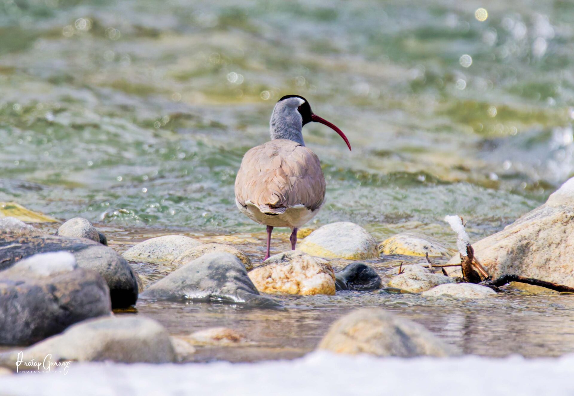 Best Places for Birdwatching in Nepal 30 Ibisbill