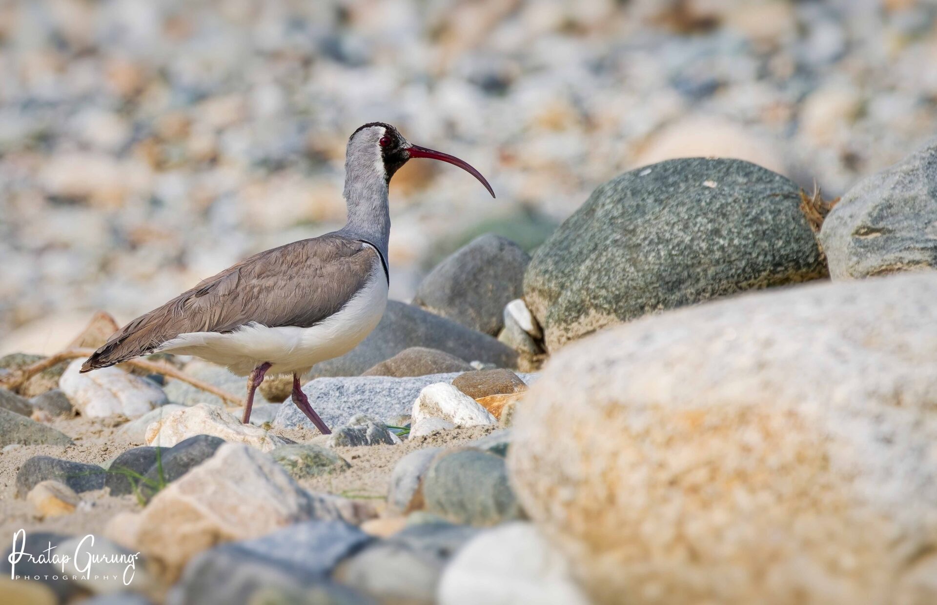 Best Places for Birdwatching in Nepal 8 Ibisbill
