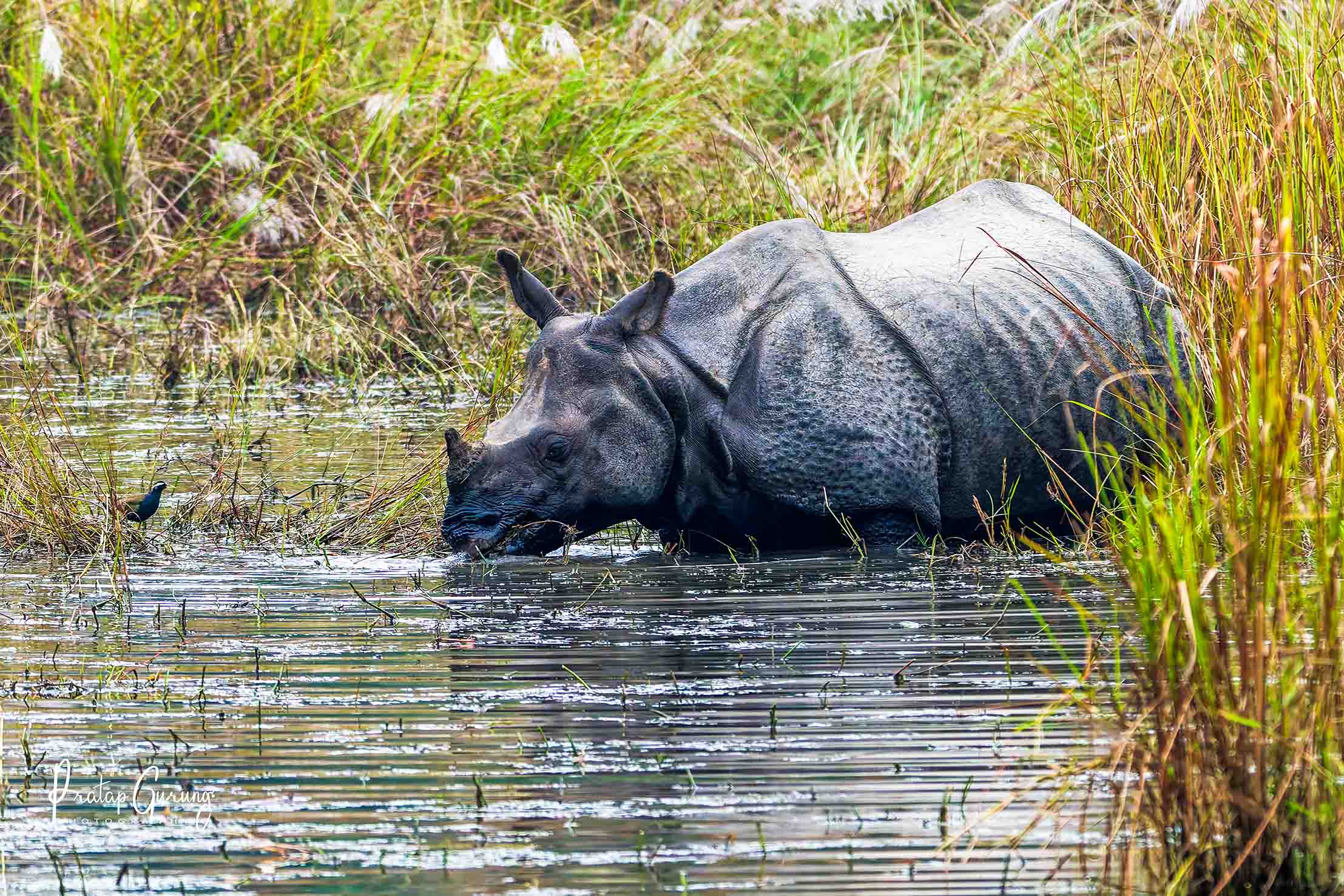 Best Places for Birdwatching in Nepal 20 Indian rhinoceros