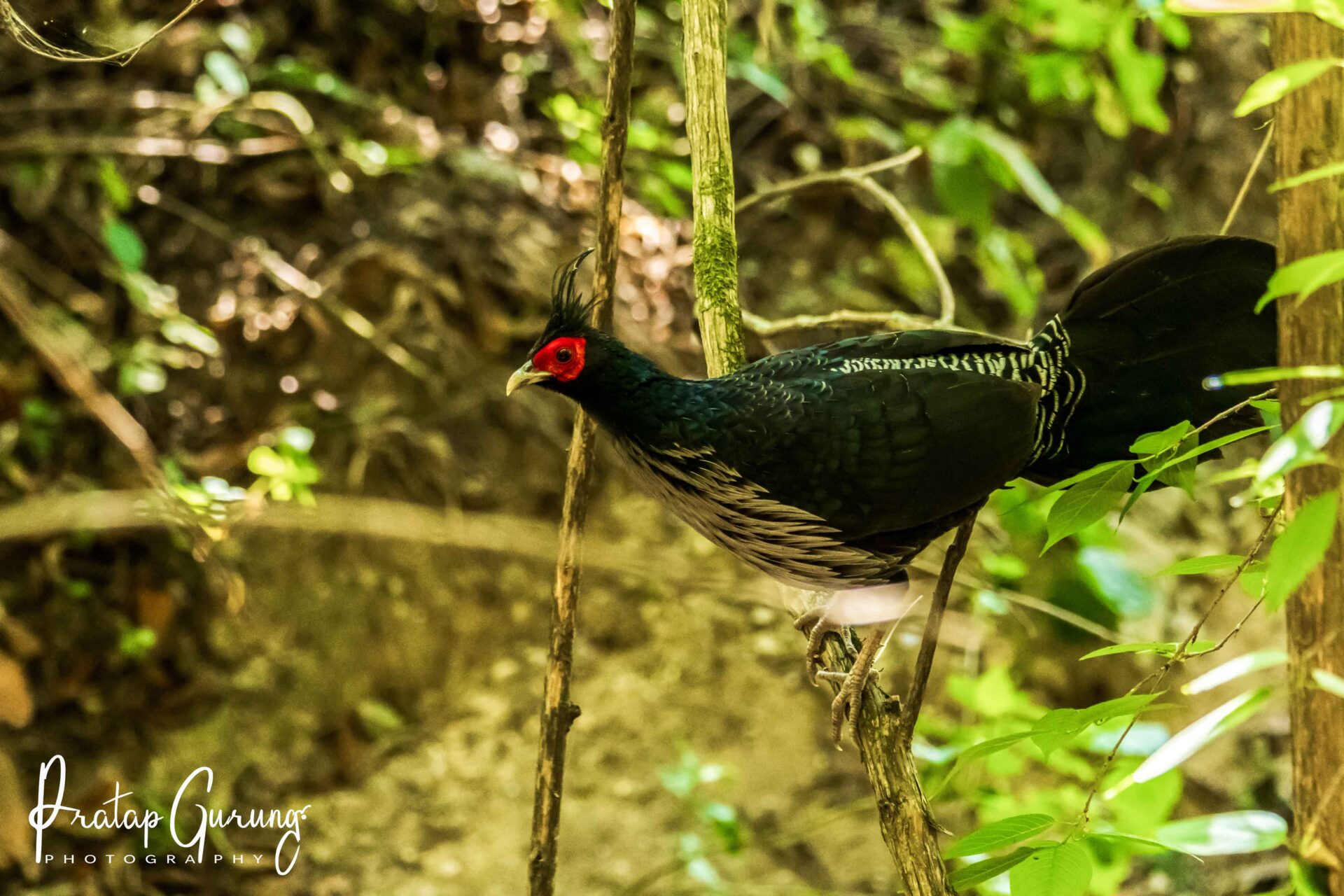 Best Places for Birdwatching in Nepal 14 Kalij Pheasant