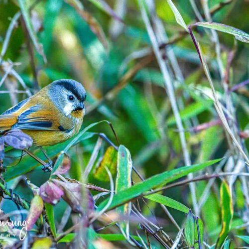 Kathmandu Valley Birdwatching Tour