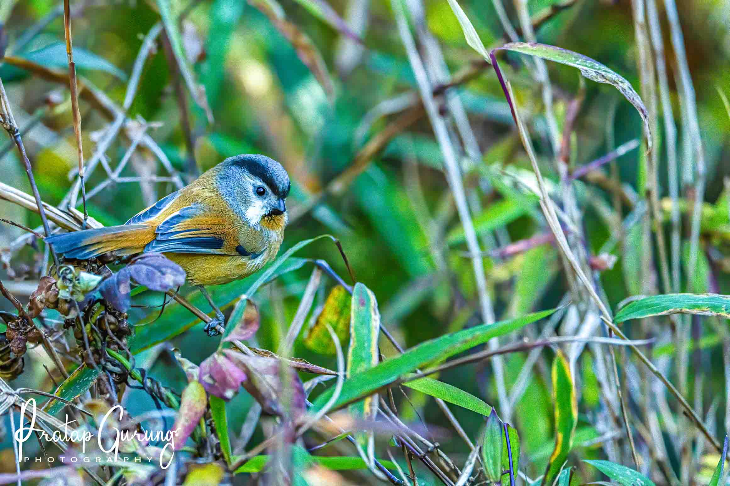 Trip Search Result 17 Kathmandu Valley Birdwatching Tour
