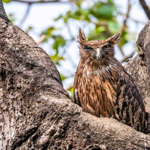 Koshi Tappu bird watching tour