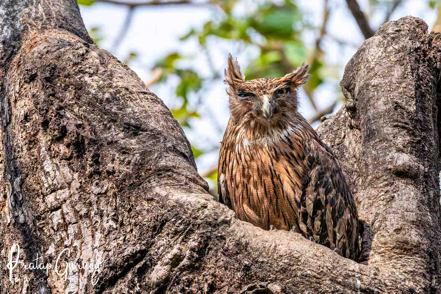 Trip Search Result 19 Koshi Tappu bird watching tour
