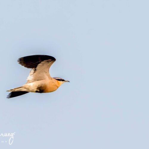 Koshi Tappu birding tour