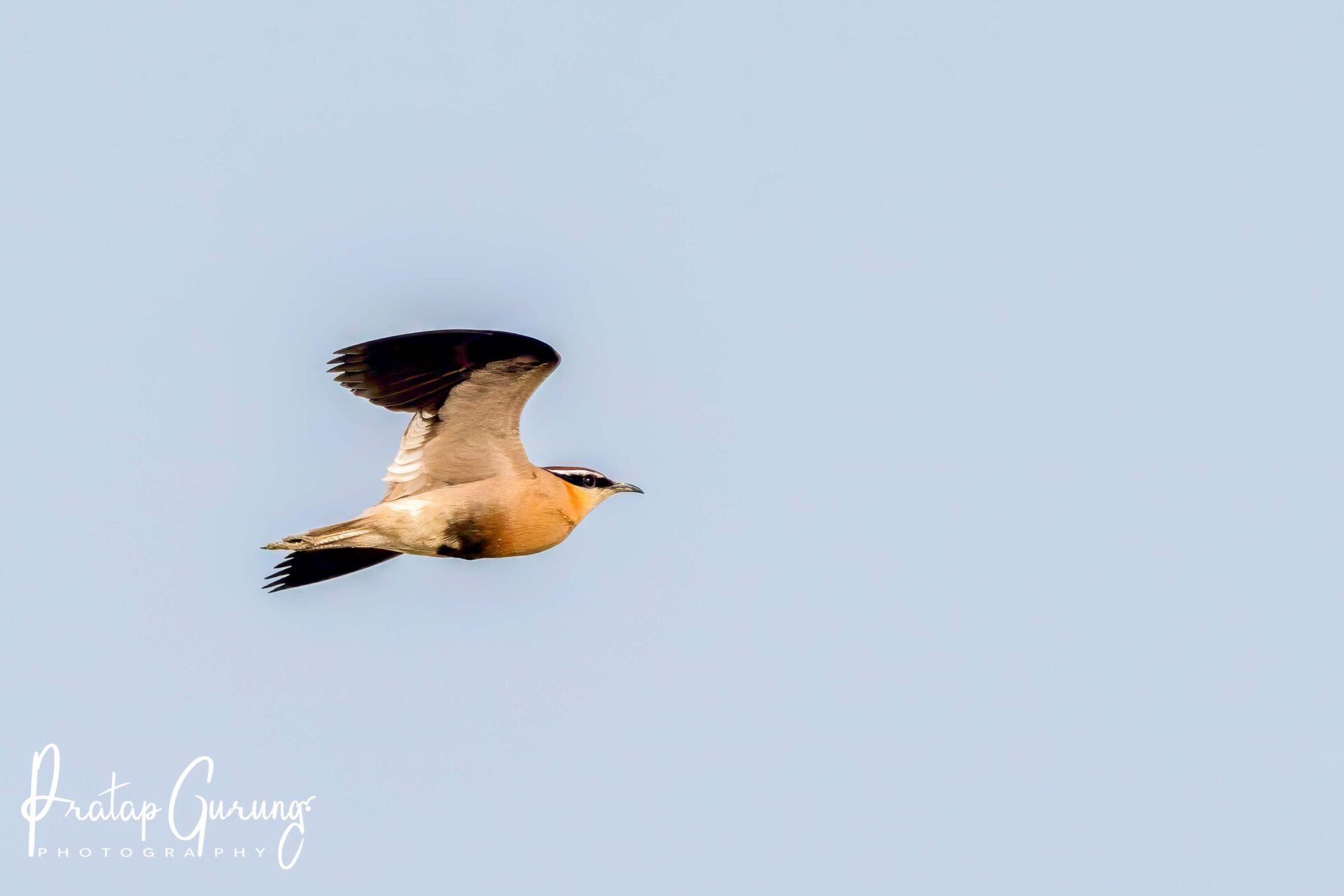 Trip Search Result 20 Koshi Tappu birding tour