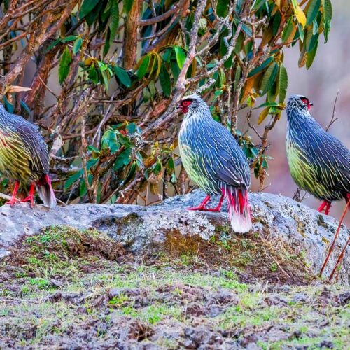 Langtang Birdwatching Tour