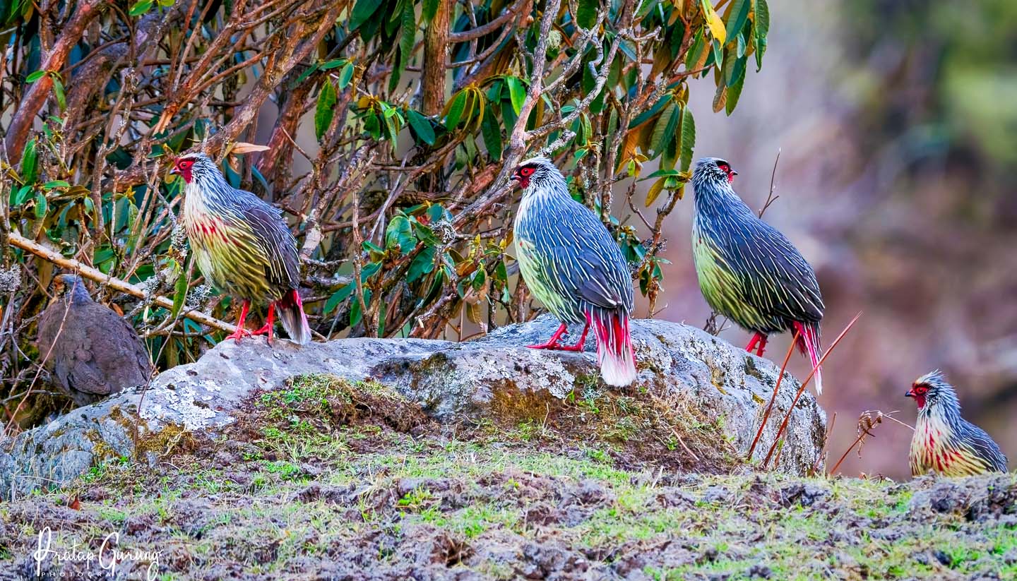 Langtang Birdwatching Tour 1 Langtang Birdwatching Tour