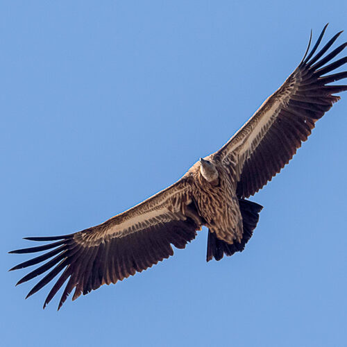 Mardi Himal Bird Watching jpj
