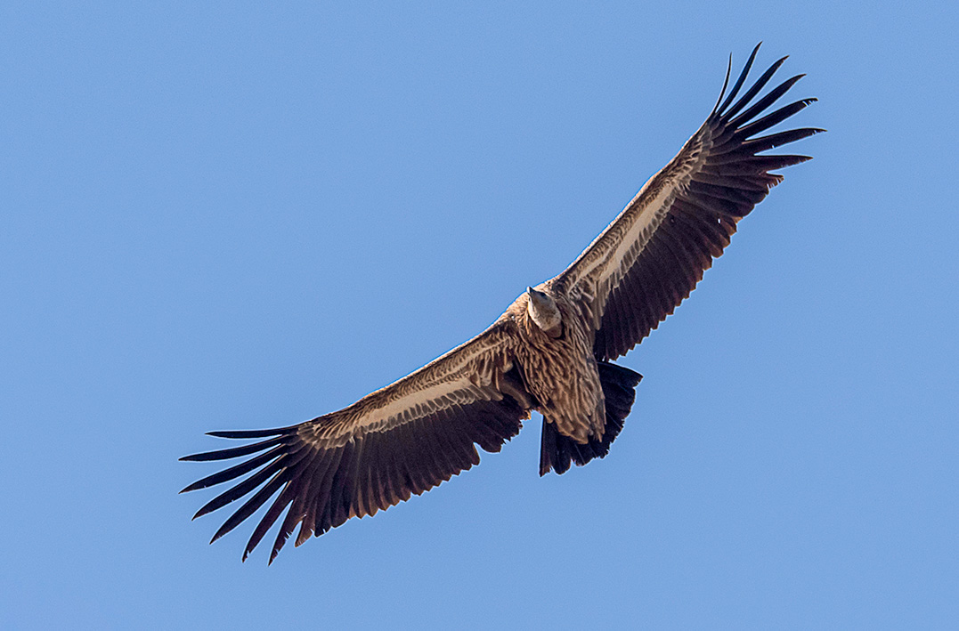 Trip Search Result 9 Mardi Himal Bird Watching jpj