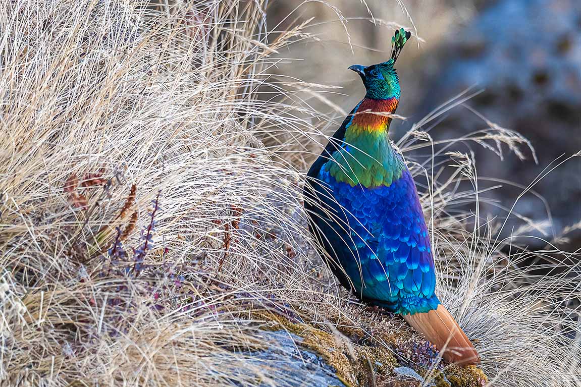 Trip Search Result 8 Mardi Himal Birding Trek Himalayan Monal
