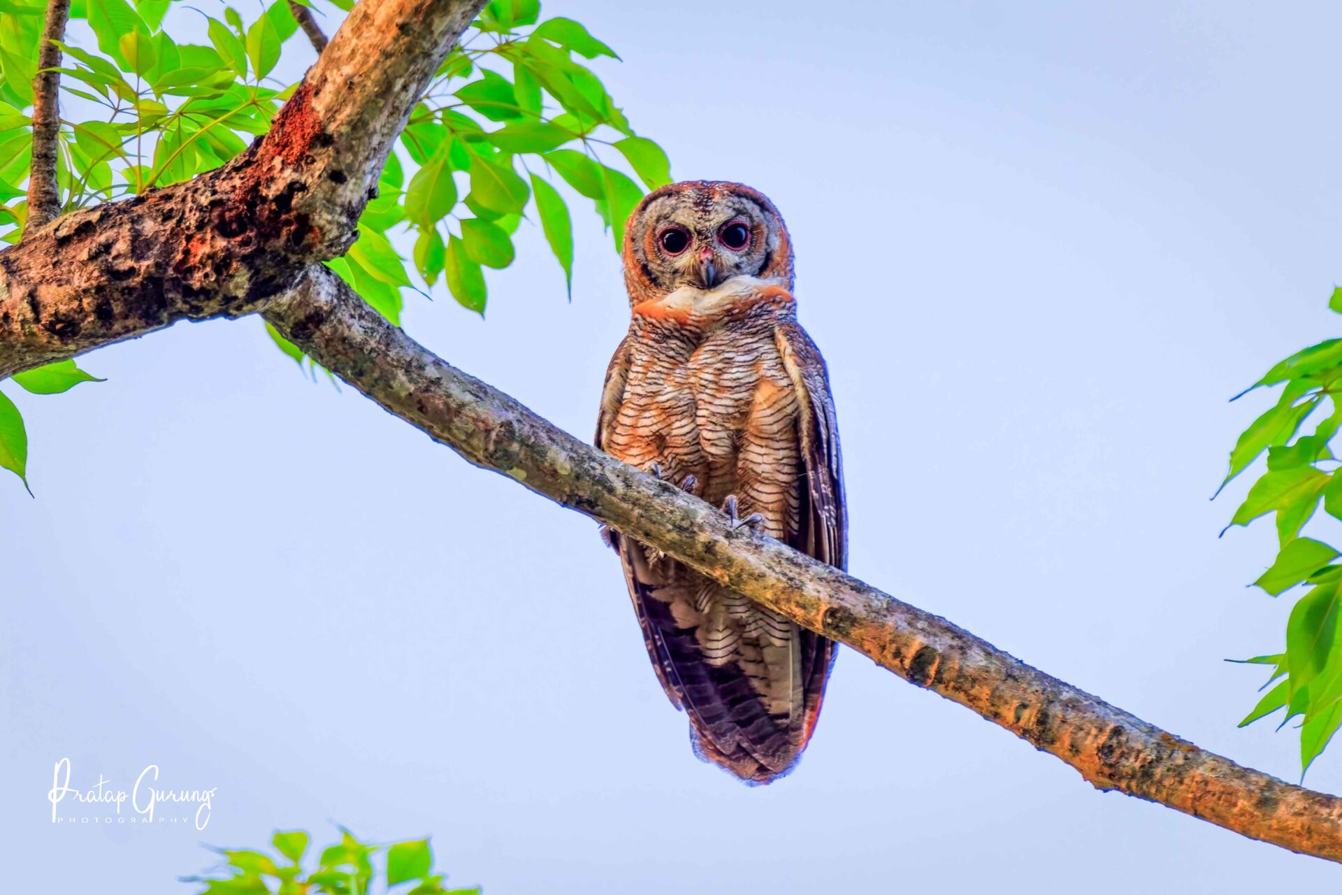 Best Places for Birdwatching in Nepal 36 Mottled wood owl