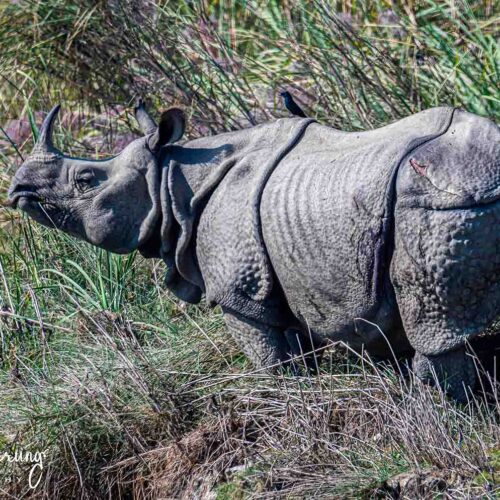 Nature Wildlife Photography Tour