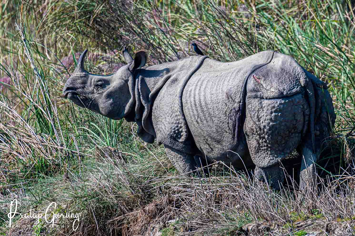 Nature Wildlife Photography Tour