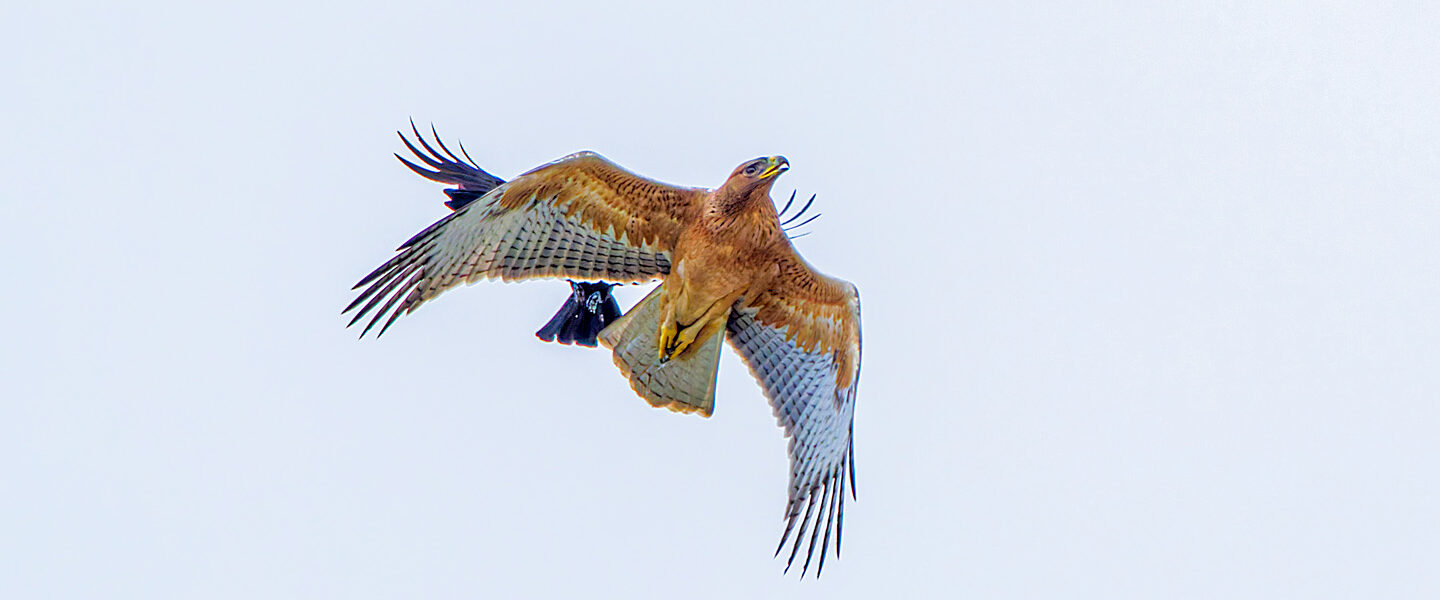 Nepal Bird Watching Blog