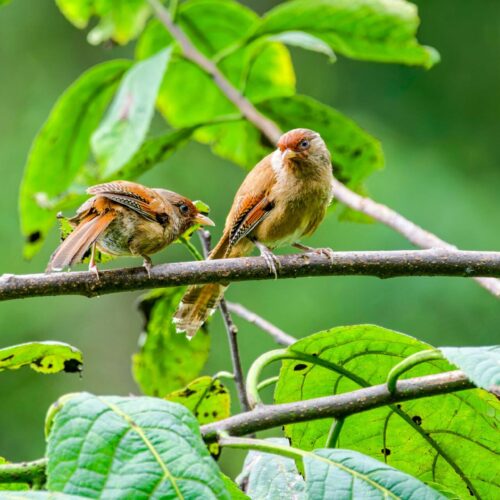 Nepal Bird Watching Tour