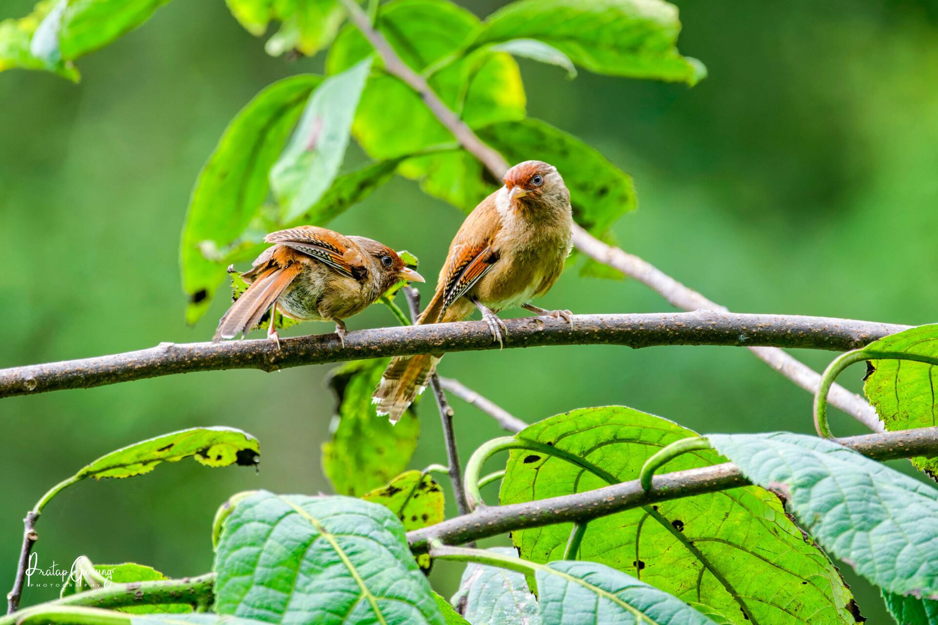 Trip Search Result 4 Nepal Bird Watching Tour