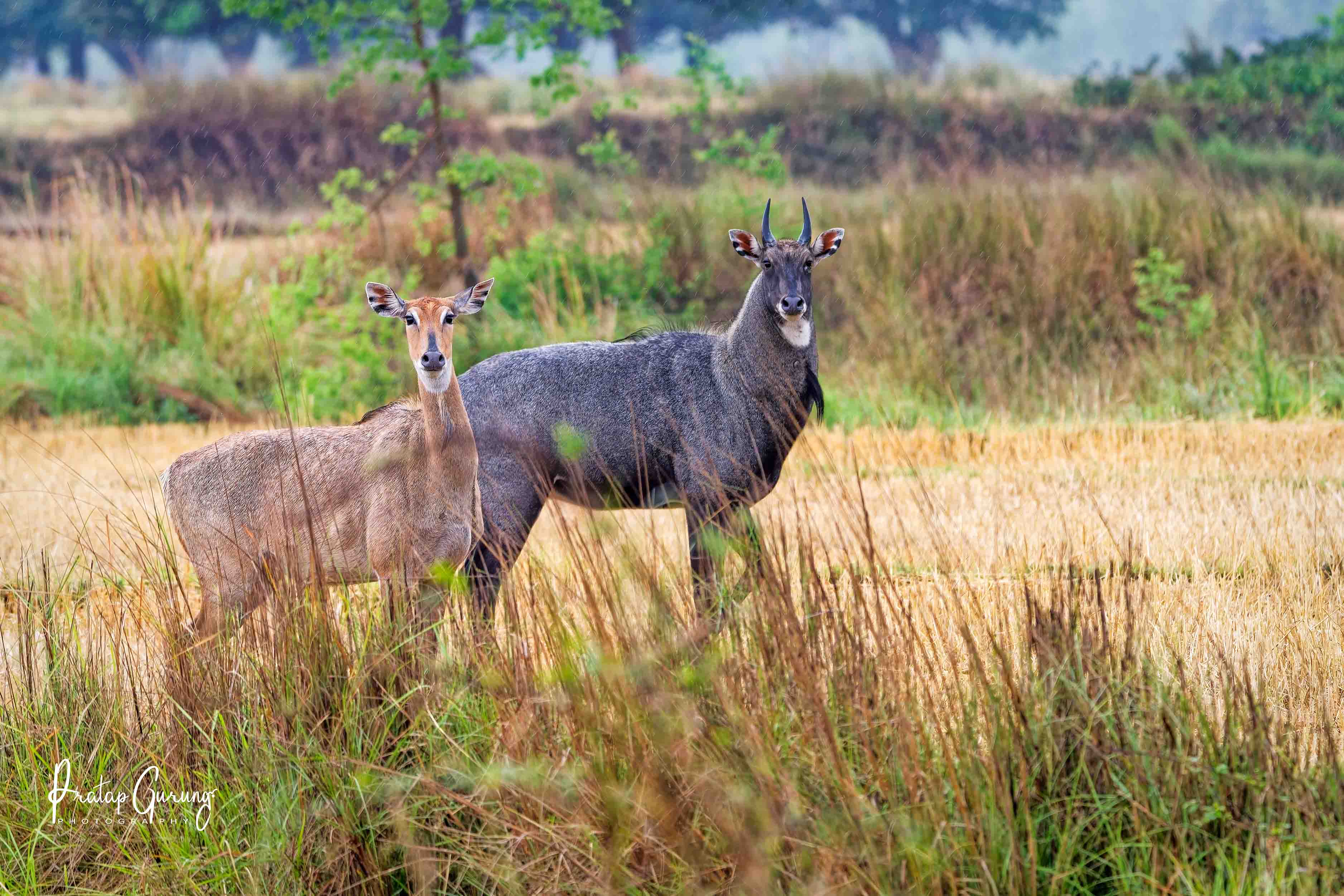 Best Places for Birdwatching in Nepal 42 Nilgai