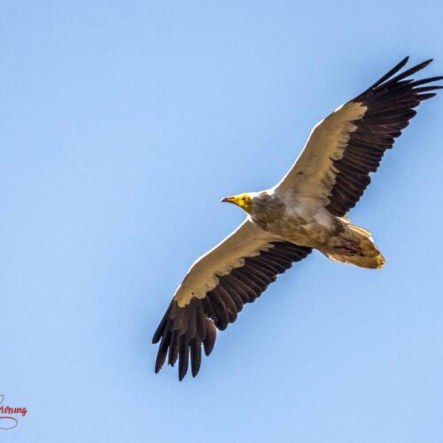 Pokhara Birdwatching Tour
