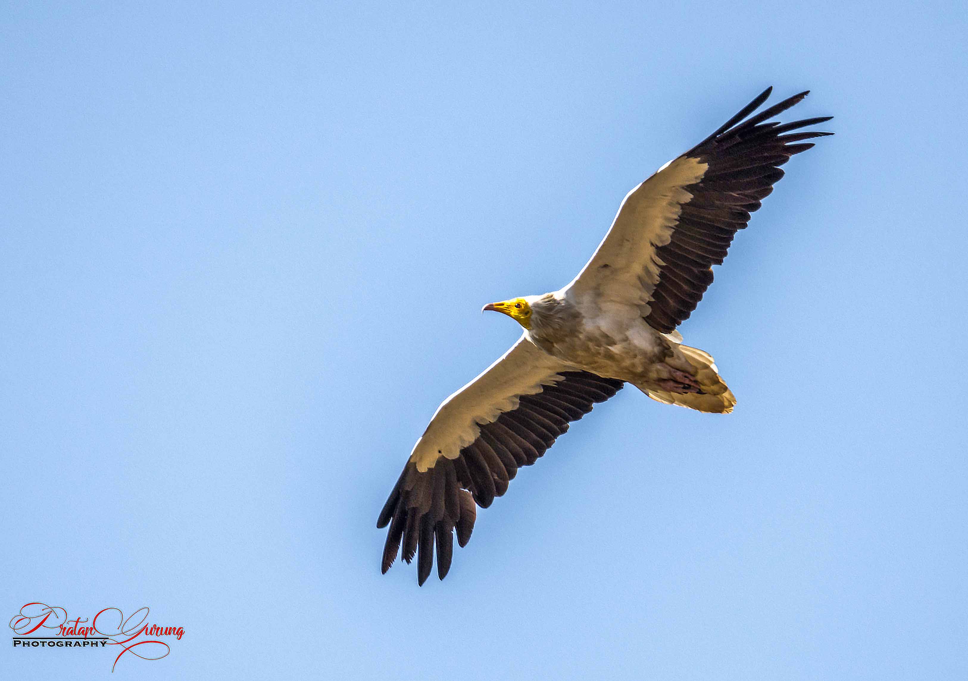 Trip Search Result 23 Pokhara Birdwatching Tour