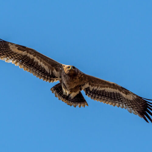 Raptor Migration Tour in Nepal