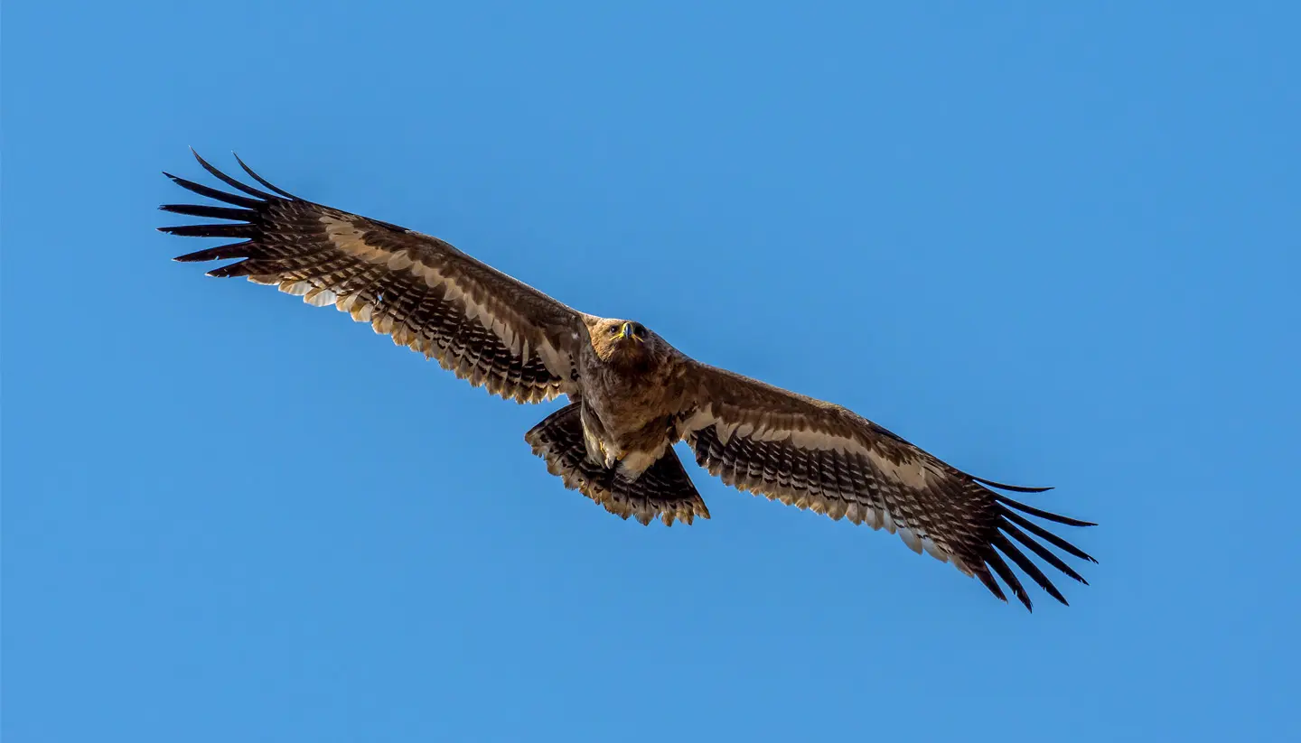 Raptor Migration Tour in Nepal