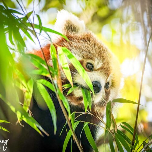 Red Panda Trek Nepal