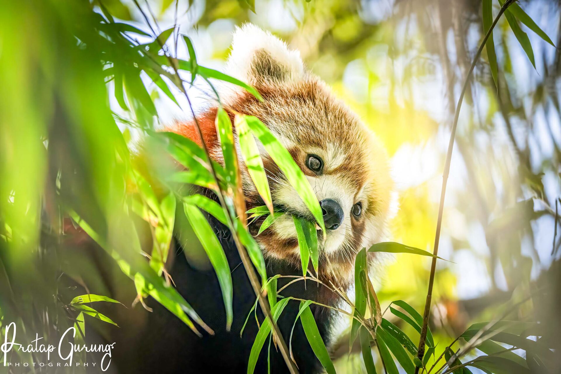 Red Panda Trek Nepal