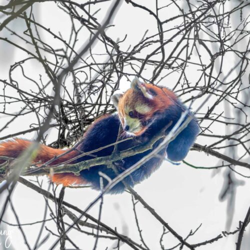 Red Panda Trek in Nepal