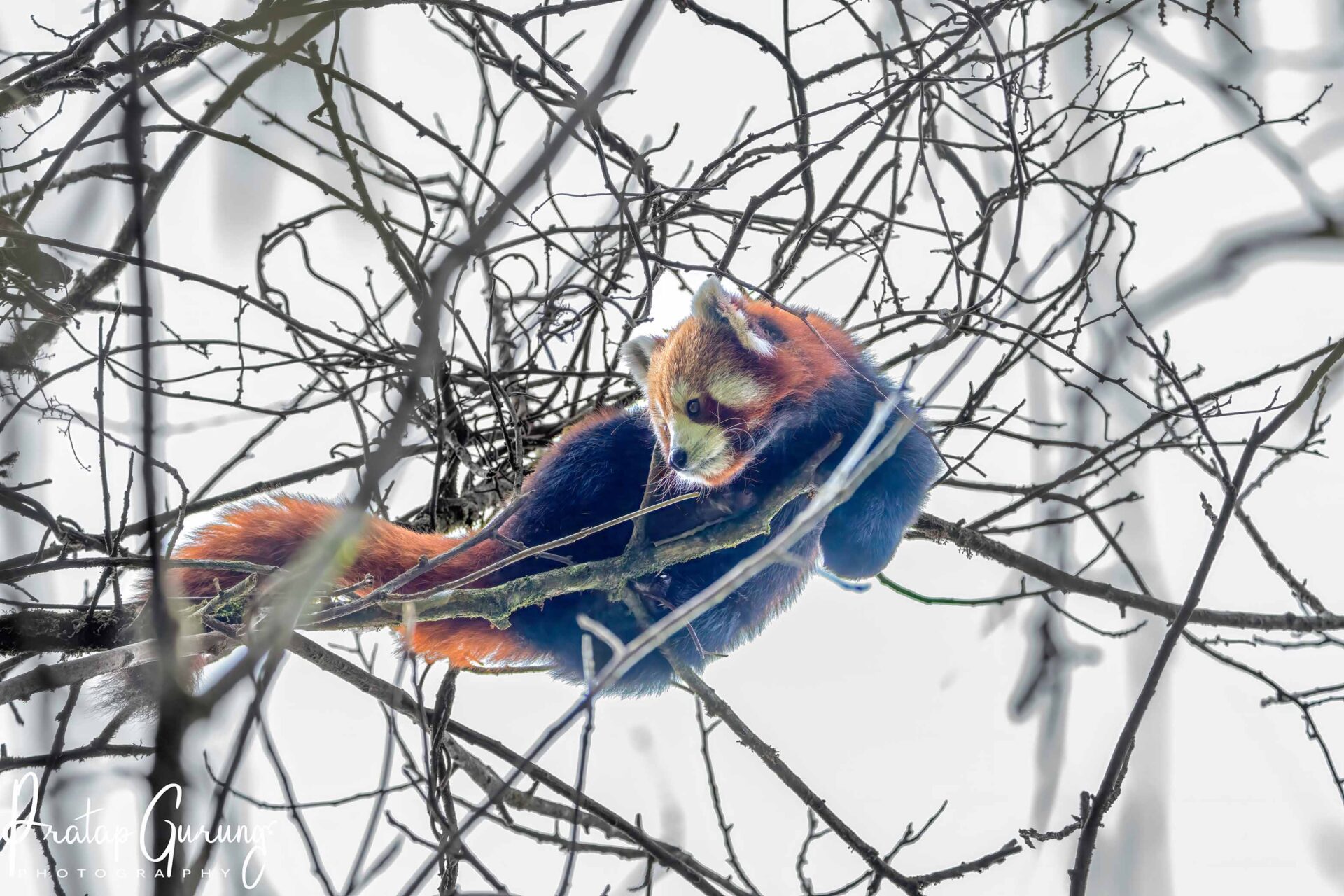 Red Panda Trek in Nepal