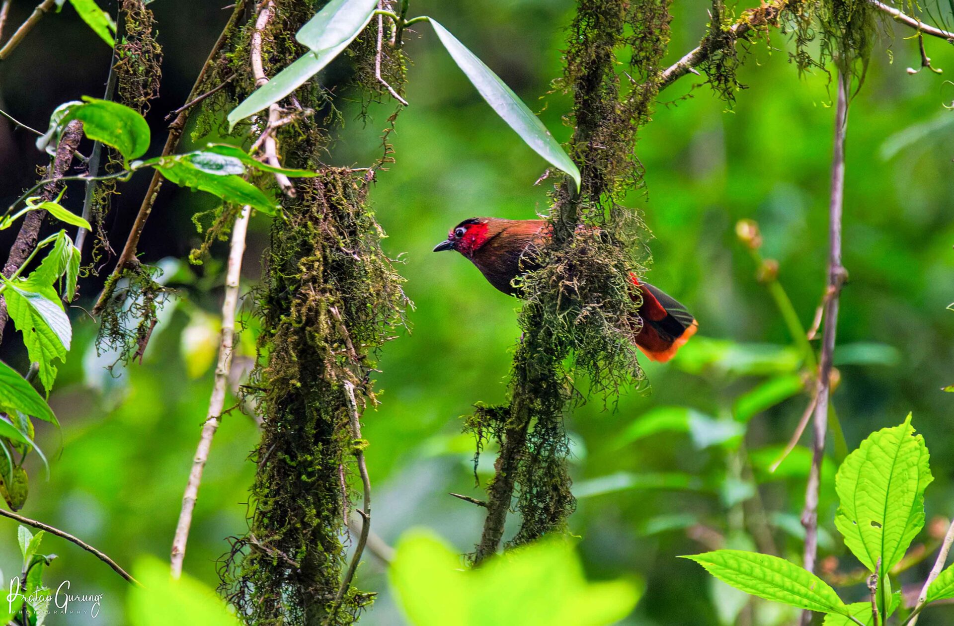 Best Places for Birdwatching in Nepal 3 Red-faced Liocichla