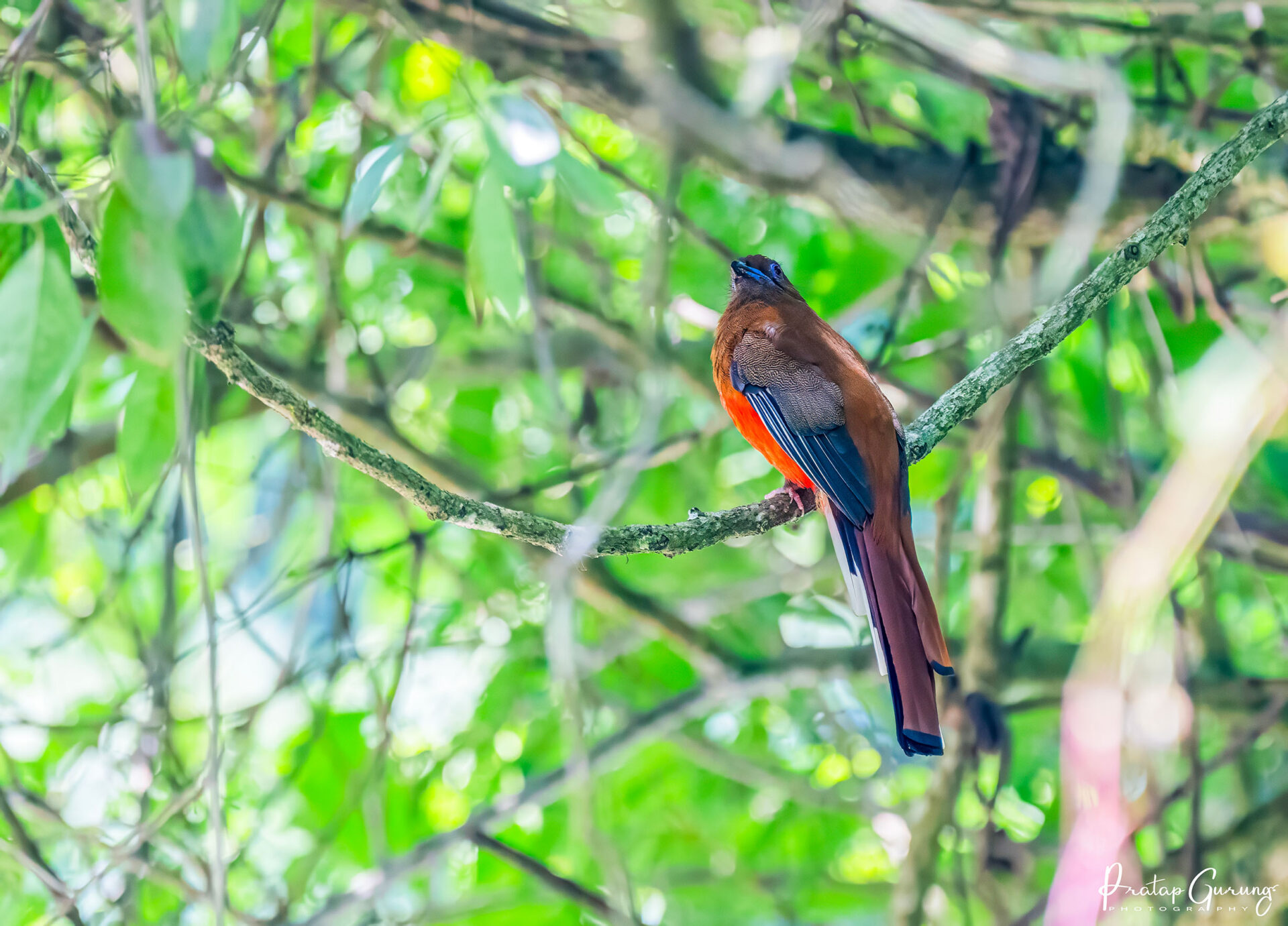 Bird Watching at Phulchowki and Godawari 4 Red-headed Trogon
