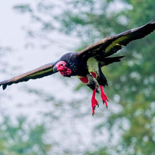 Red-headed Vulture raptor migration Nepal