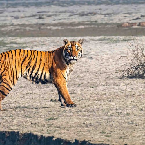 Royal Bengal Tiger photography