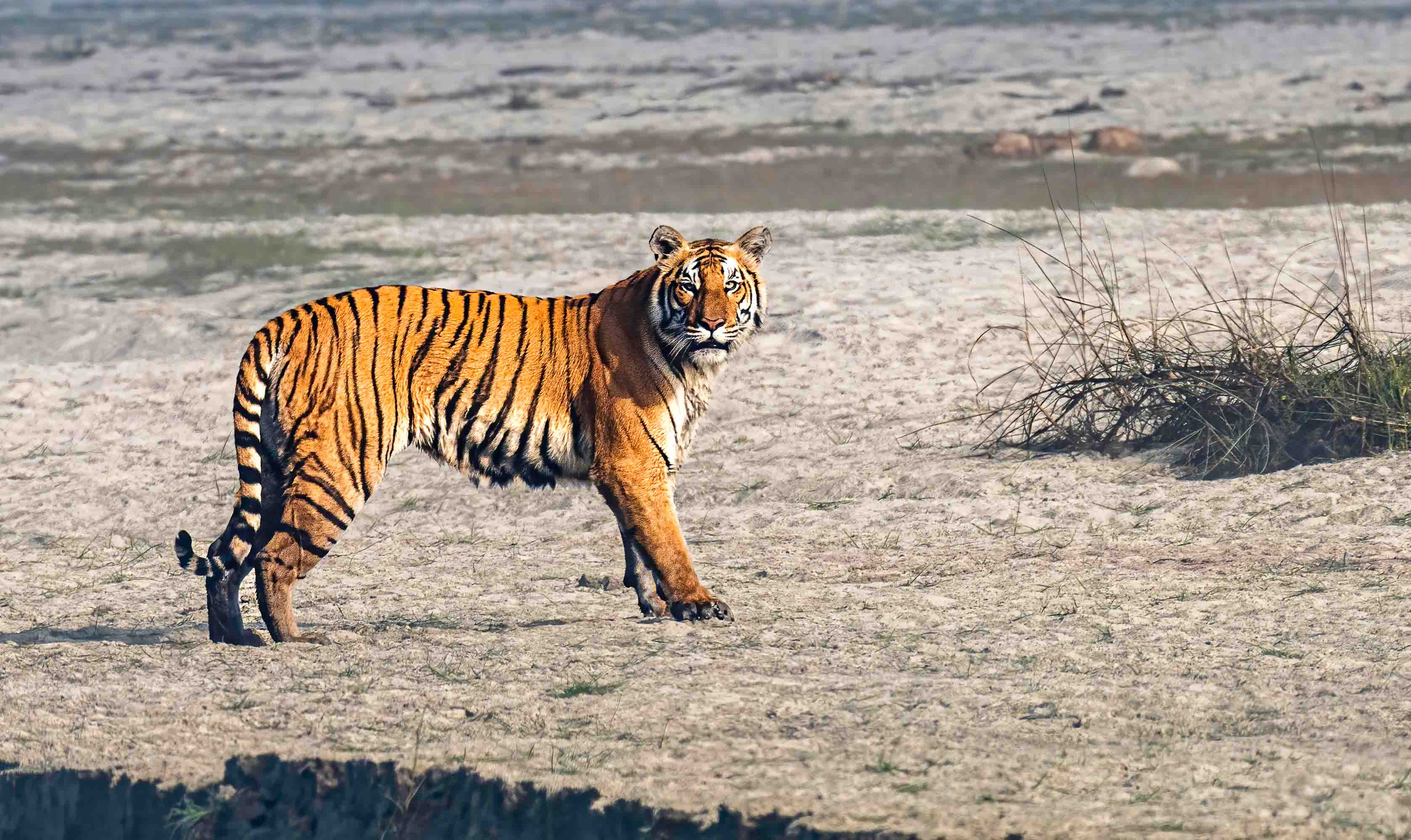 Royal Bengal Tiger photography