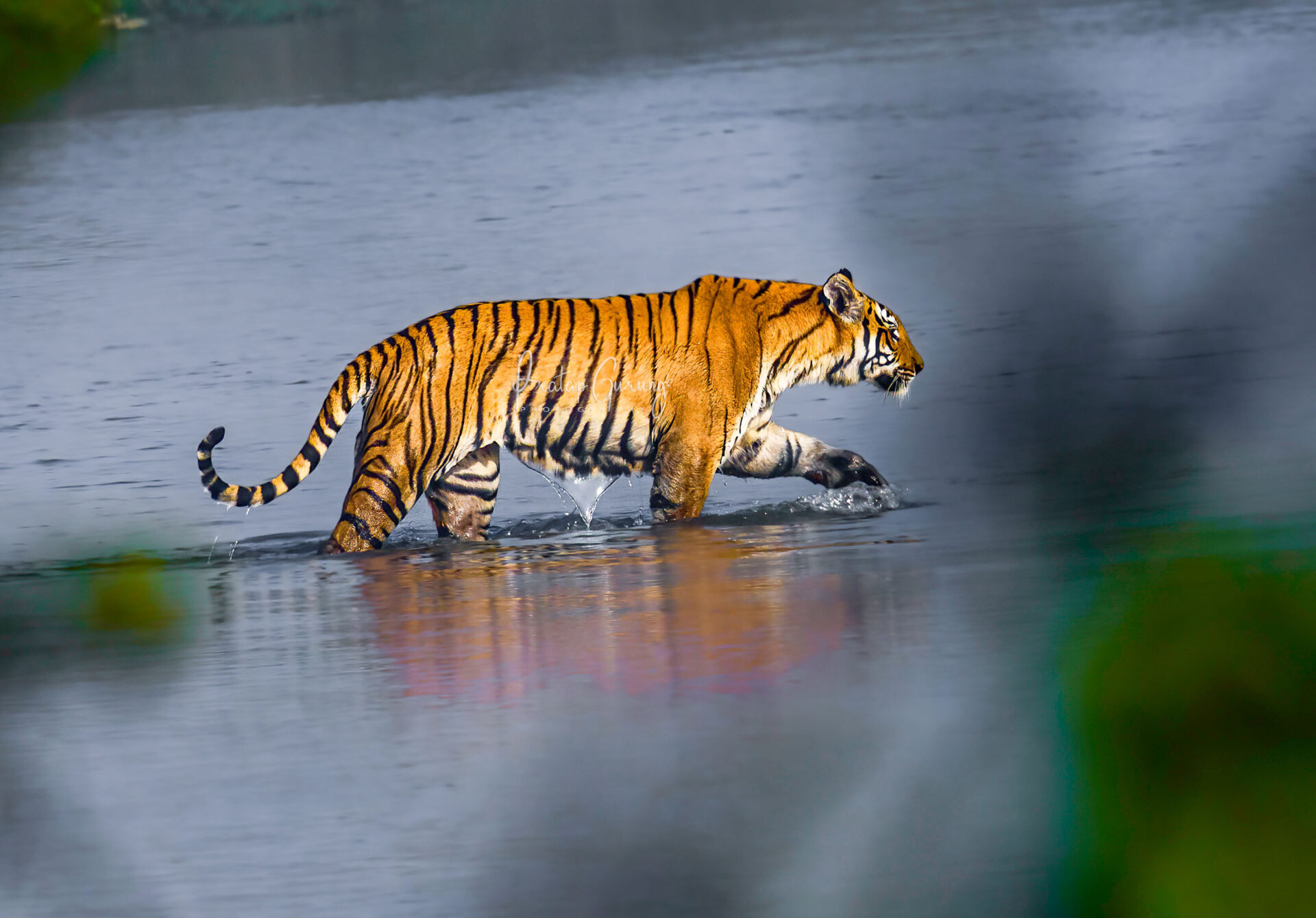 Best Places for Birdwatching in Nepal 19 Royal Bengal Tiger