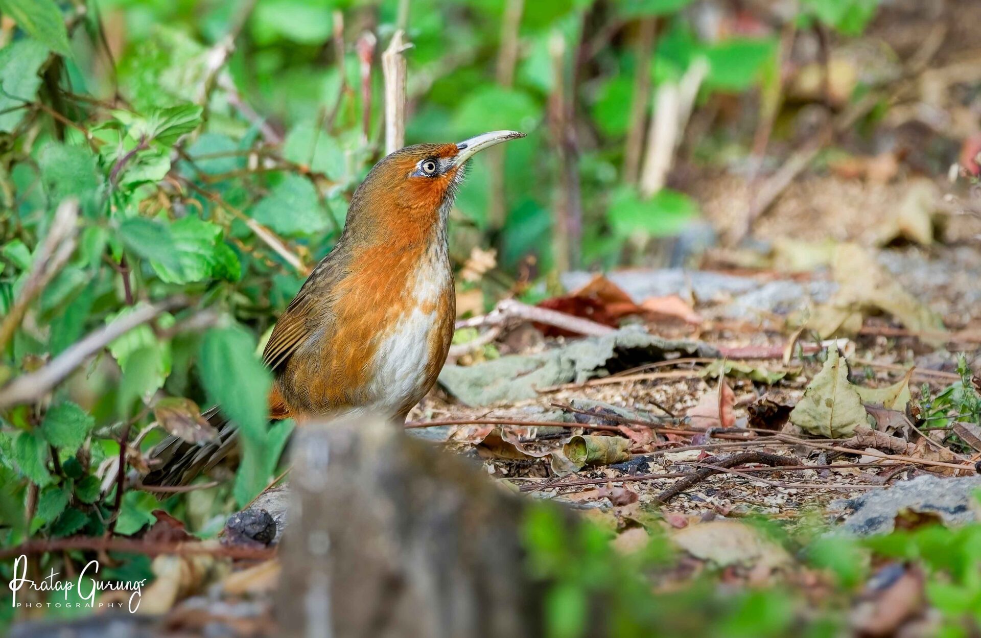 Best Places for Birdwatching in Nepal 13 Rusty-cheeked scimitar babbler