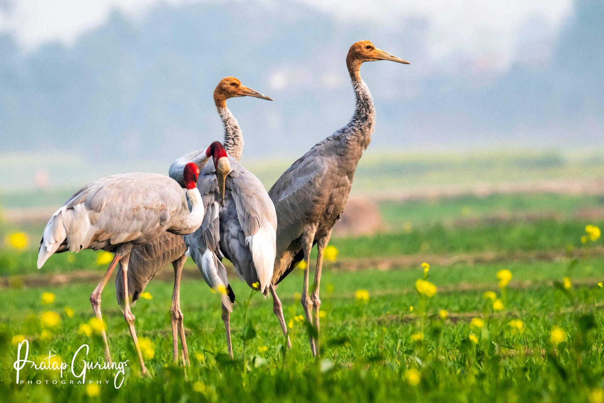 Best Places for Birdwatching in Nepal 40 Sarus Crane