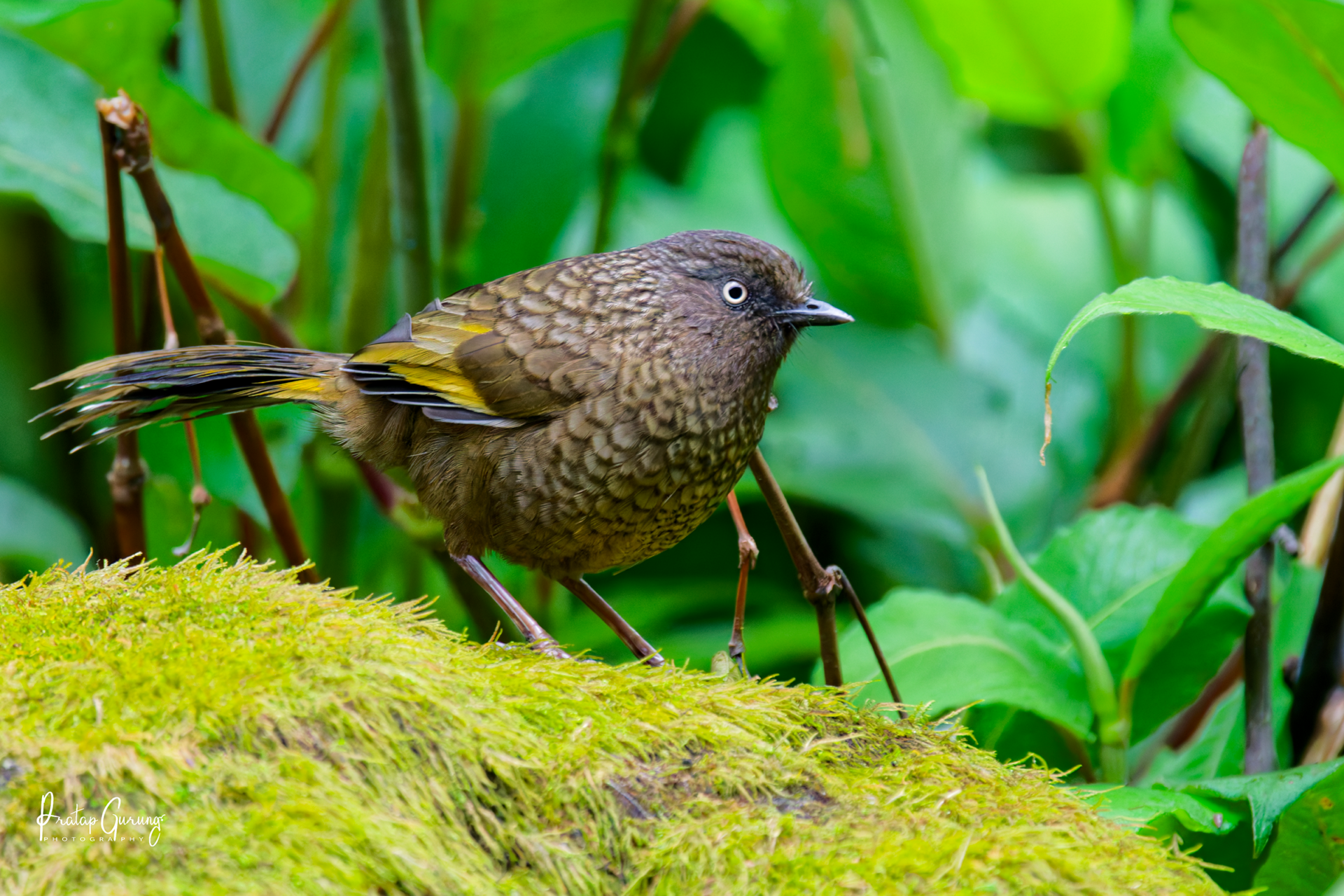 Birding in Langtang Valley 1 Scaly Laughingthrush