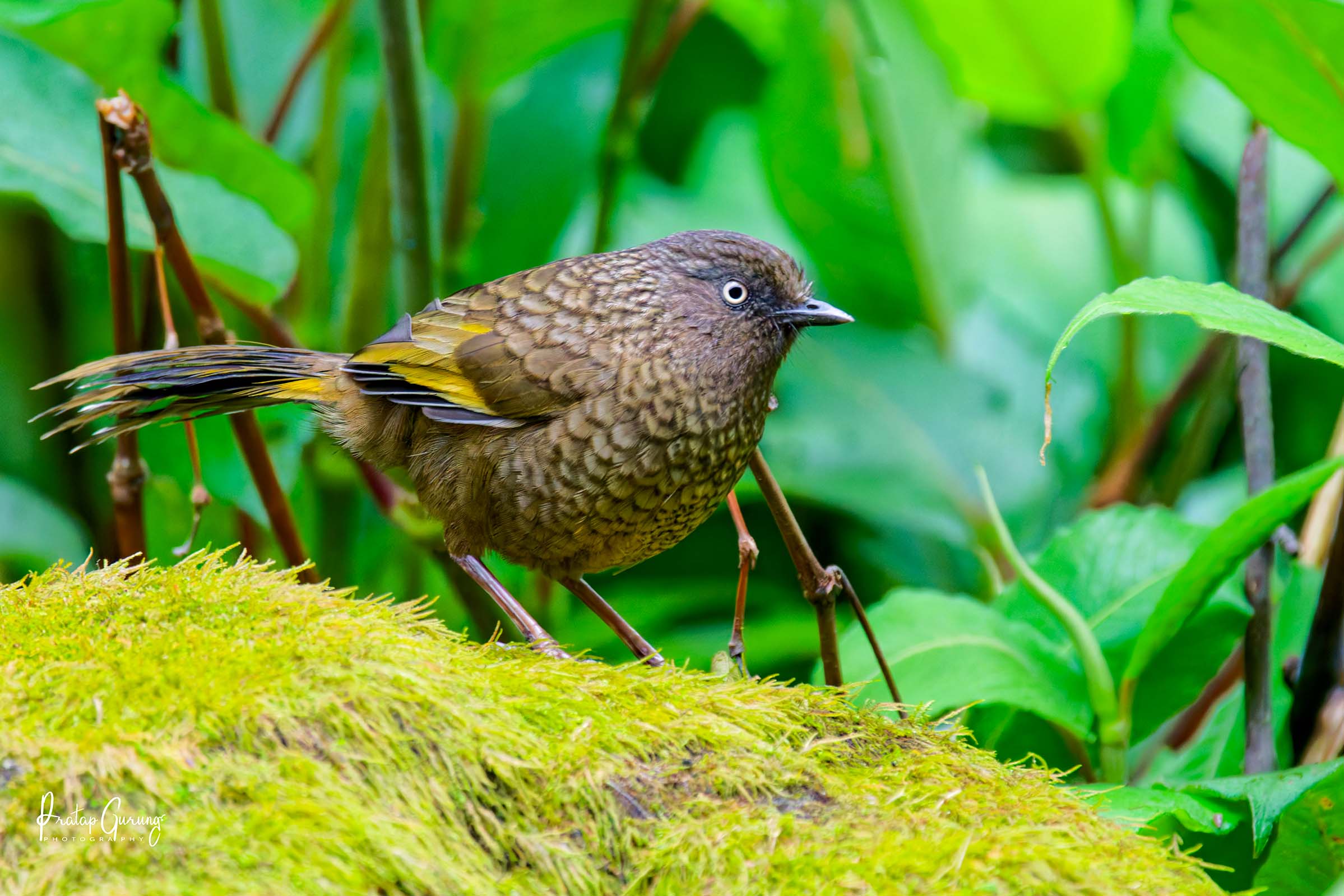 Best Places for Birdwatching in Nepal 28 Scaly laughingthrush