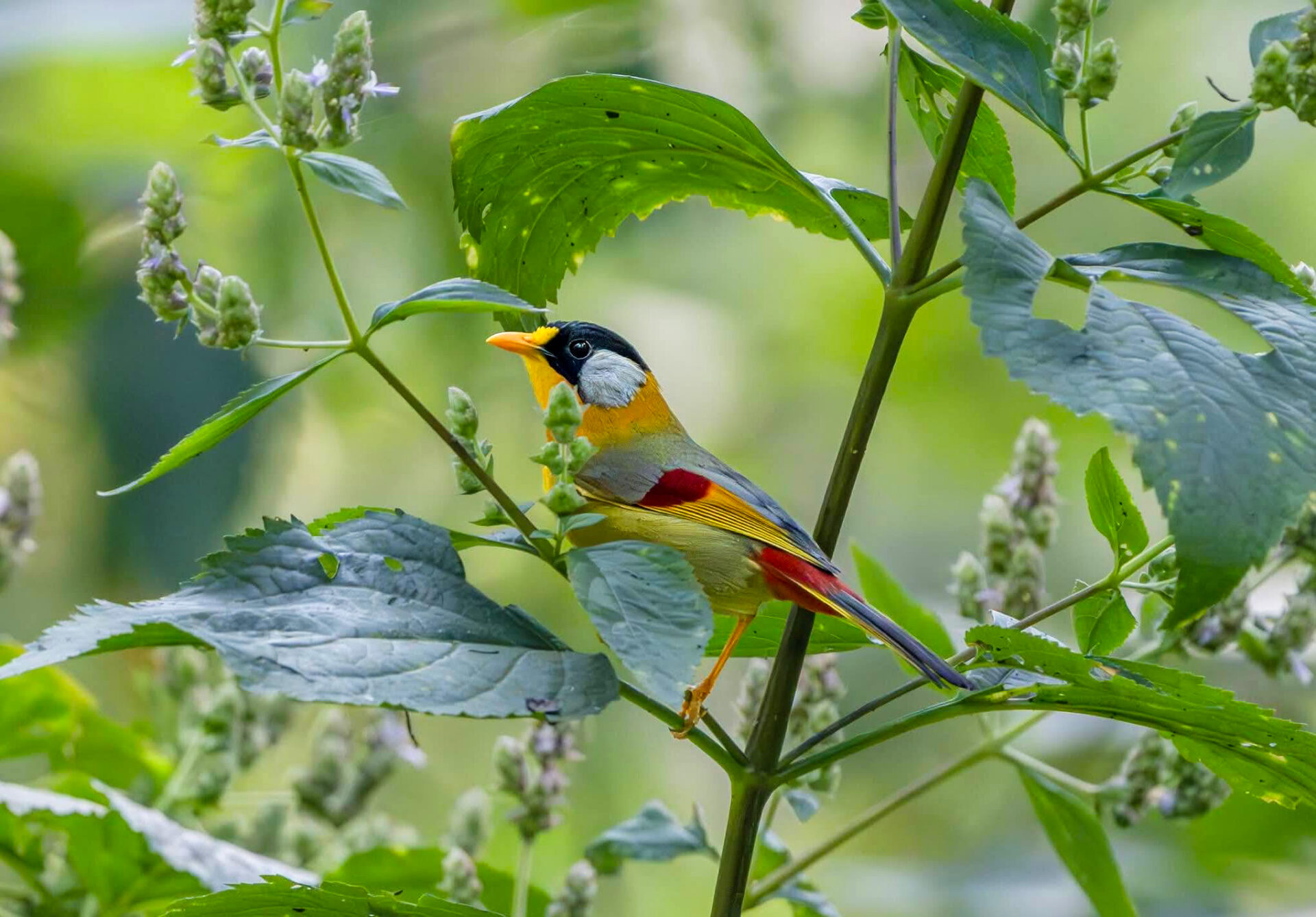 Best Places for Birdwatching in Nepal 6 Silver-eared Mesia