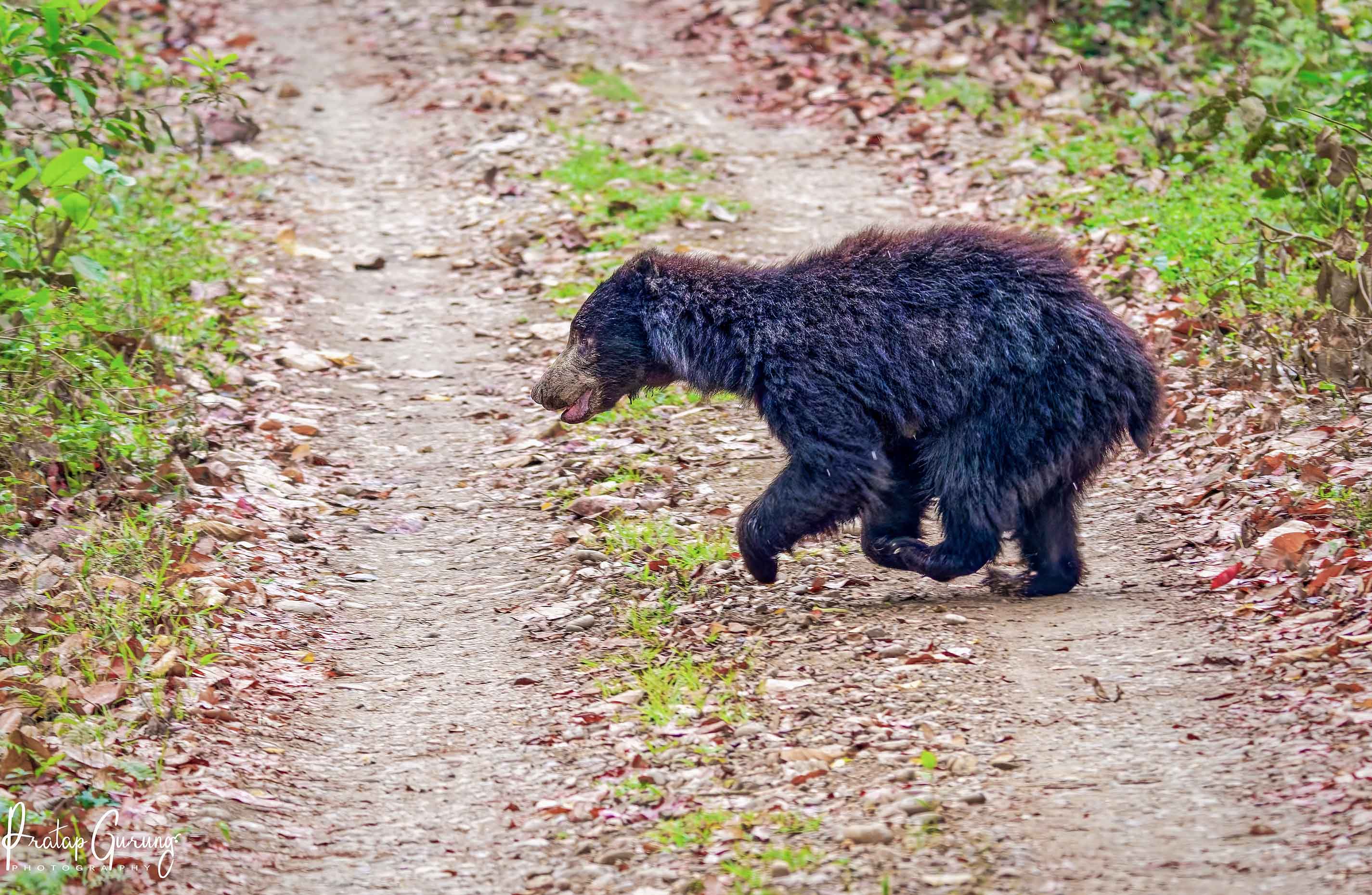 Best Places for Birdwatching in Nepal 21 Sloth bear