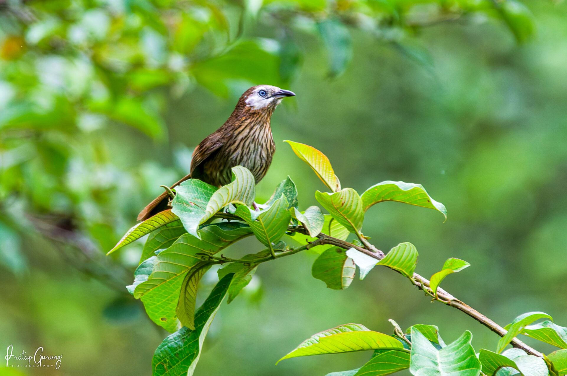 Best Places for Birdwatching in Nepal 2 Spiny Babbler