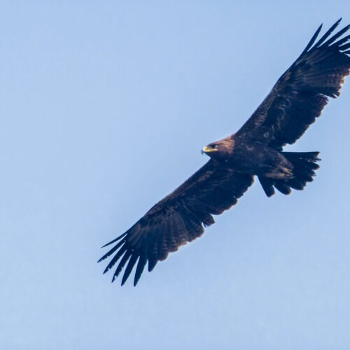 Steppe Eagle during raptor migration in Nepal