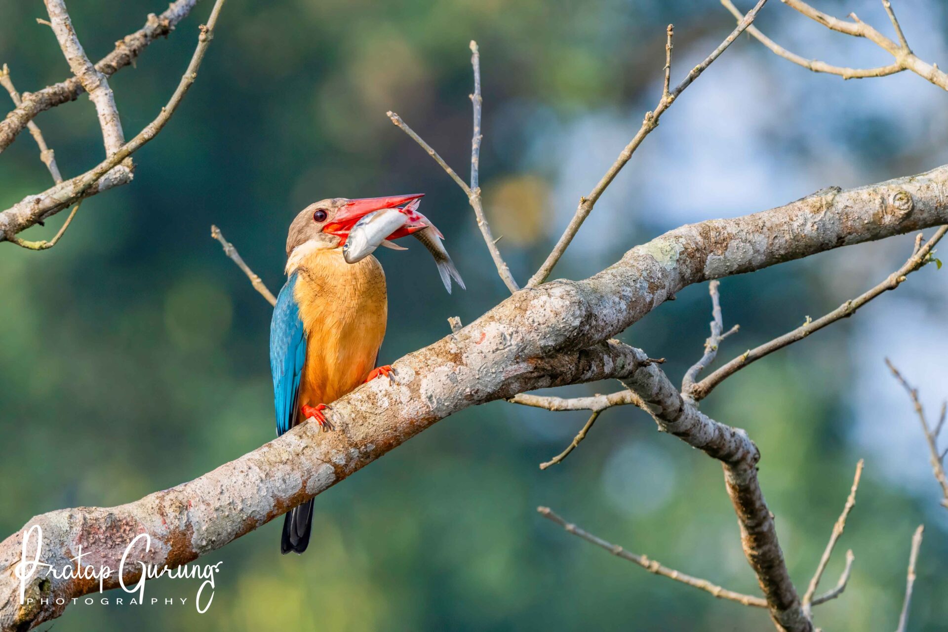 Best Places for Birdwatching in Nepal 18 Stork-billed kingfisher