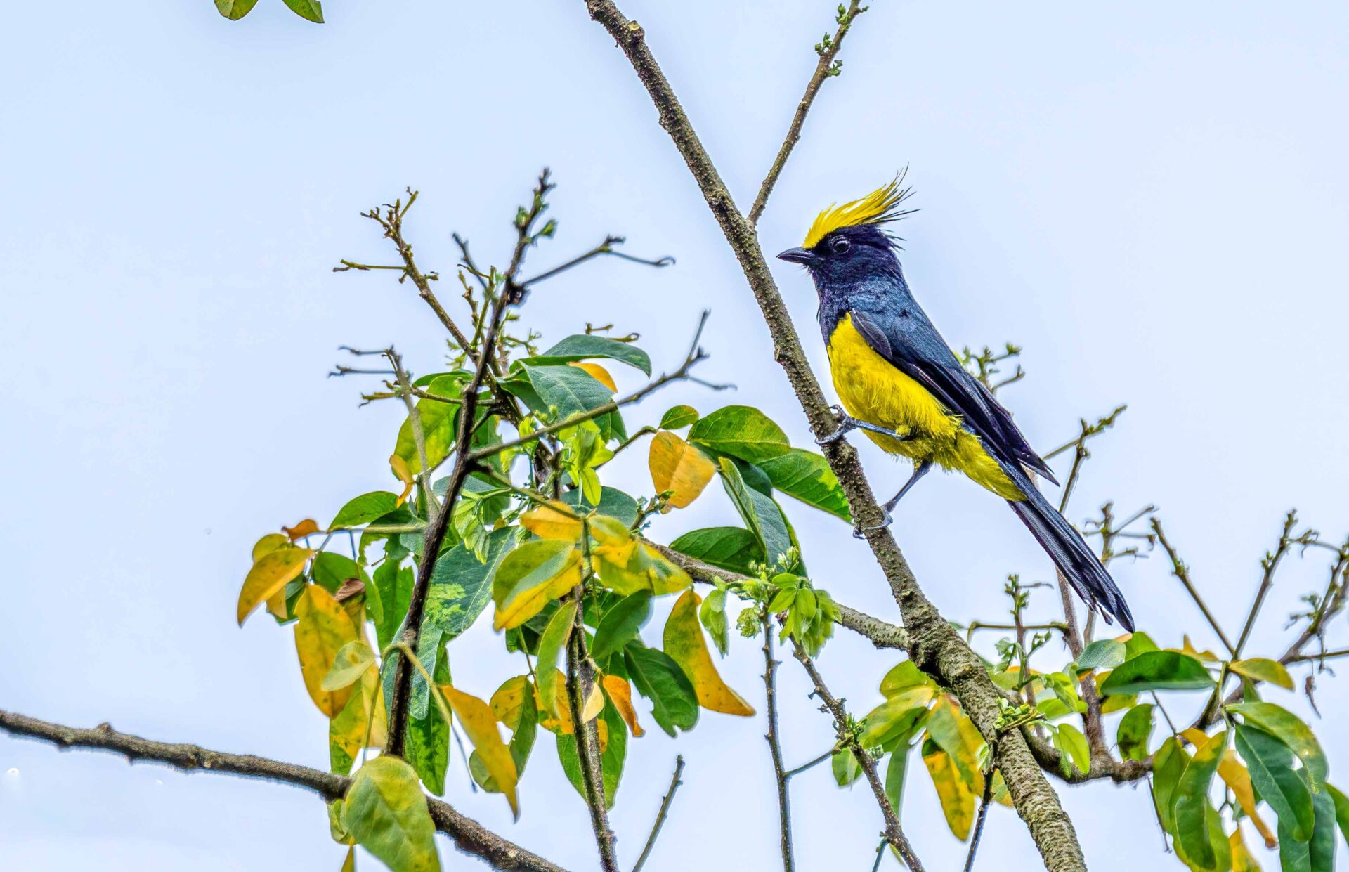 Best Places for Birdwatching in Nepal 5 Sultan Tit